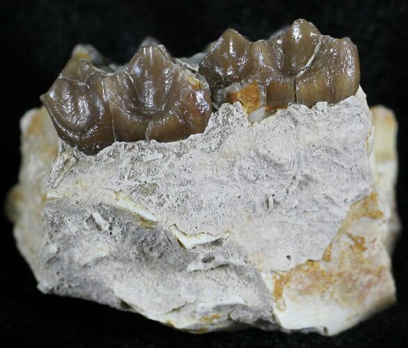 Oligocene Horse (Mesohippus) Jaw Section #25056